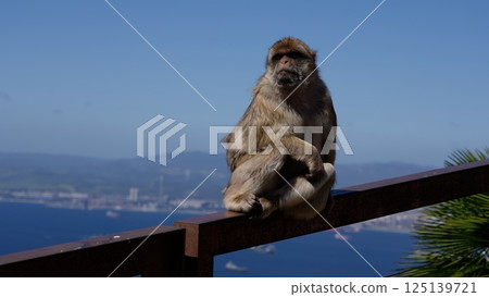 Barbary macaque sitting on a railing contemplating the Strait of Gibraltar in Gibraltar 125139721