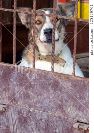 Dog in animal shelter. Homeless sad dog in a cage. 125139761