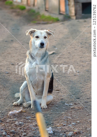 Dog in animal shelter. Homeless sad dog in a cage. 125139762