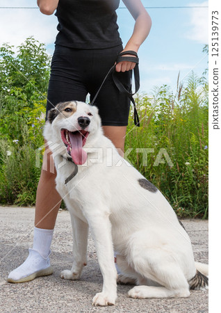 Female and dog. Beautiful young woman walking her dog outdoors. Happy dog sitting close to owner legs outdoors. 125139773