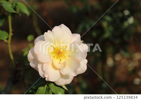 Arao City Ominous Citizen Flower Bed Rose Flower, Arao City Ominous Citizen Flower Bed Rose Flower, 125139834
