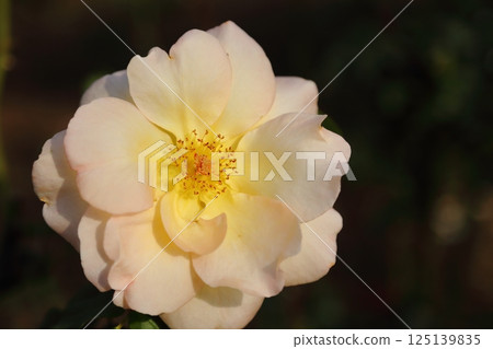 荒尾市少女公民花壇玫瑰花， 125139835