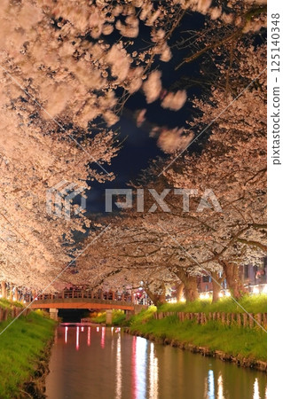 "Saitama Prefecture" The night cherry blossoms of Kawagoe and Shinkawagishigawa 125140348