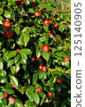 Pink camellias blooming in abundance 125140905