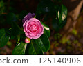 Pink camellias blooming in abundance 125140906