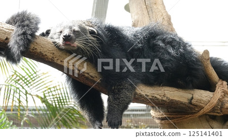 Binturong sleeping on a tree Binturong sleeping on a tree 125141401