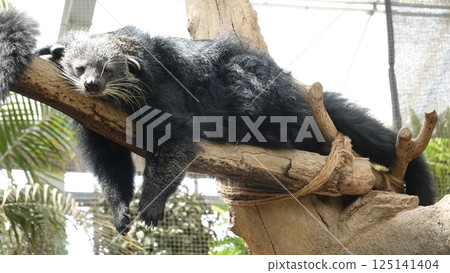 Binturong sleeping on a tree Binturong sleeping on a tree 125141404