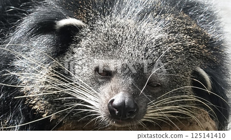 Binturong sleeping on a tree Binturong sleeping on a tree 125141410