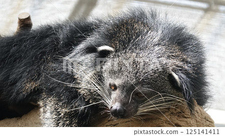 Binturong sleeping on a tree Binturong sleeping on a tree 125141411