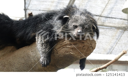 Binturong sleeping on a tree 125141413