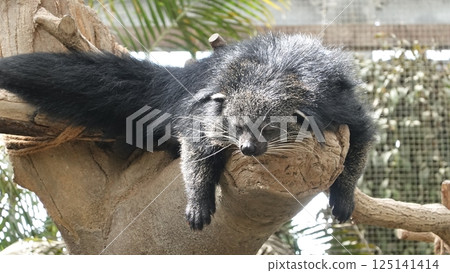 Binturong sleeping on a tree 125141414