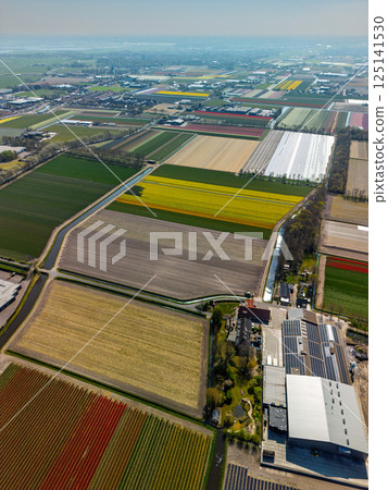 Aerial footage shows colorful tulip fields, greenhouses, and canals stretching across the flat Dutch landscape, with a lake and distant towns visible under an overcast sky. Aerial footage shows colorful tulip fields, greenhouses, and canals stretching across the flat Dutch landscape, with a lake and distant towns visible under an overcast sky. 125141530