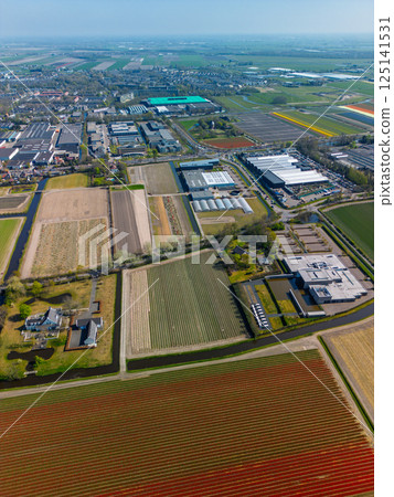 Aerial footage shows colorful tulip fields, greenhouses, and canals stretching across the flat Dutch landscape, with a lake and distant towns visible under an overcast sky. 125141531