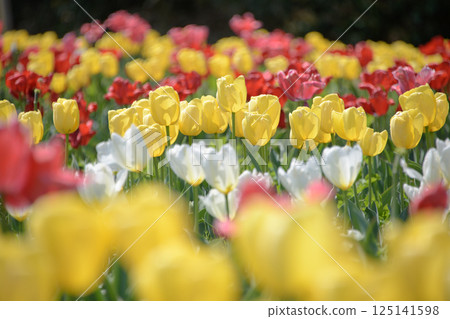 Tulip in the garden 125141598