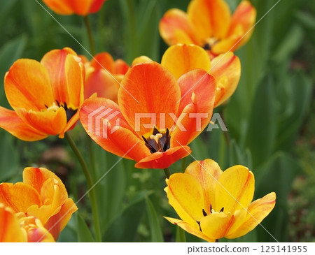 Tulip 125141955