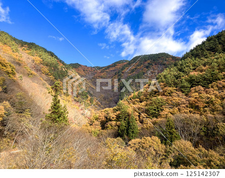 從山梨縣道23號仰望山上的紅葉 125142307