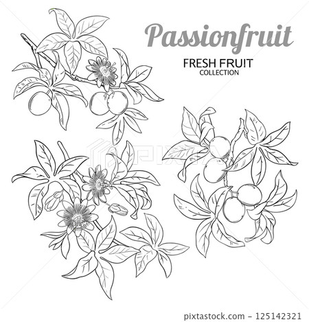 Passion Fruit Branch Outline Illustration 125142321