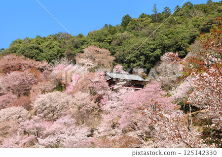 World Heritage Site Yoshino Omine's cherry blossoms in full bloom World Heritage Site Yoshino Omine's cherry blossoms in full bloom 125142330