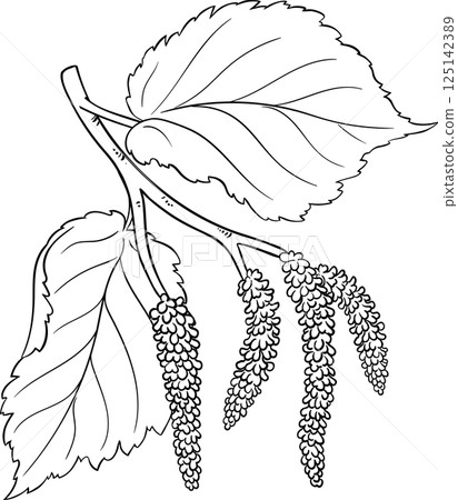 Hazelnut Branch with Flowers and Leaves Outline Illustration 125142389
