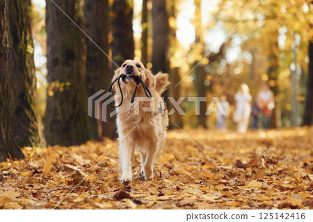 With a leash in his mouth. Cute dog is outdoors in the autumn forest at daytime 125142416