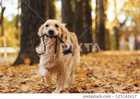 With a leash in his mouth. Cute dog is outdoors in the autumn forest at daytime 125142417