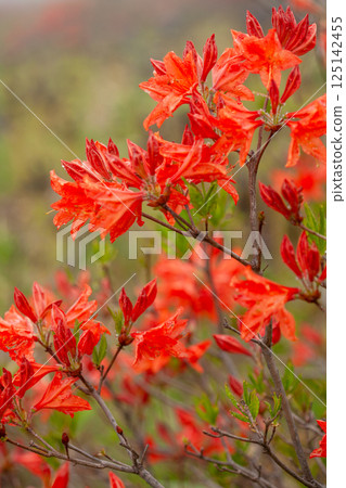 Close-up of Rhododendron japonica flowers on the plateau 2 Close-up of Rhododendron japonica flowers on the plateau 2 125142455