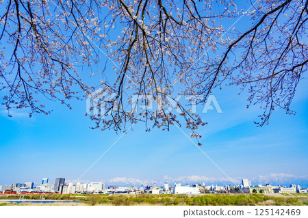 神通川左岸的櫻花堤 125142469