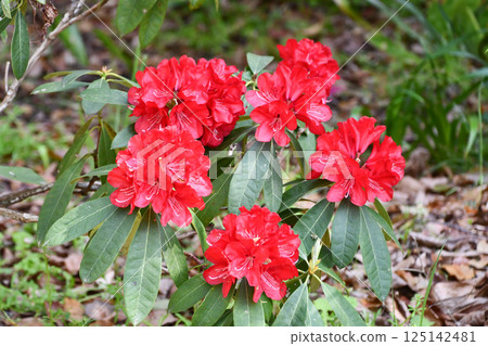 Rhododendron 'Neriave Red' 125142481