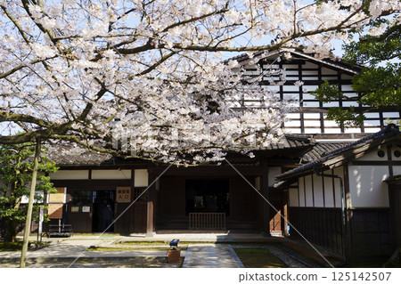 富農家內山住宅(富山縣民會館別館)櫻花盛開 富農家內山住宅(富山縣民會館別館)櫻花盛開 125142507