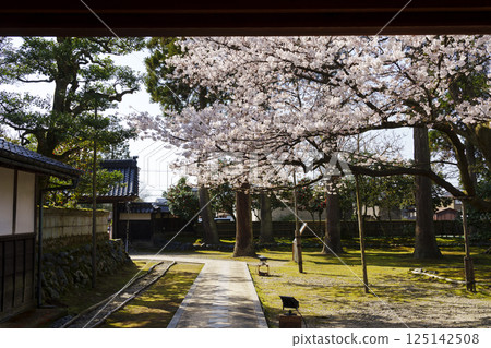 富農家內山住宅（富山縣民會館別館）櫻花盛開 125142508