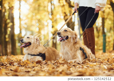 View from below. Woman on the walk with her two dogs in the autumn forest View from below. Woman on the walk with her two dogs in the autumn forest 125142512