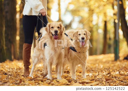 Standing and enjoying the nature. Woman on the walk with her two dogs in the autumn forest Standing and enjoying the nature. Woman on the walk with her two dogs in the autumn forest 125142522