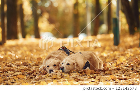 Laying down on the ground. Two labrador retrievers are together in the forest at autumn season daytime Laying down on the ground. Two labrador retrievers are together in the forest at autumn season daytime 125142578