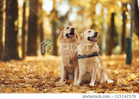 Sitting on the ground. Two labrador retrievers are together in the forest at autumn season daytime Sitting on the ground. Two labrador retrievers are together in the forest at autumn season daytime 125142579