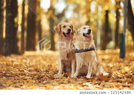 Sitting on the ground. Two labrador retrievers are together in the forest at autumn season daytime 125142580