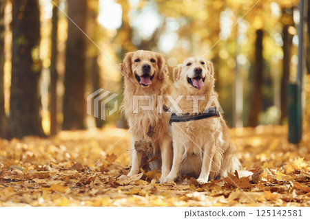 Sitting on the ground. Two labrador retrievers are together in the forest at autumn season daytime Sitting on the ground. Two labrador retrievers are together in the forest at autumn season daytime 125142581