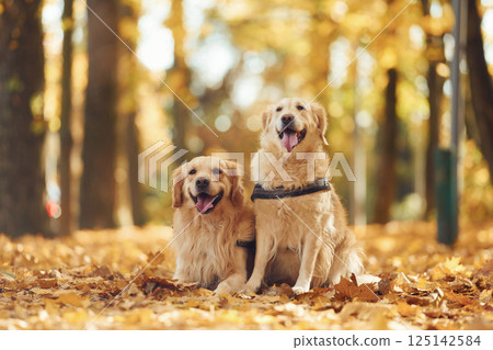 Two labrador retrievers are together in the forest at autumn season daytime 125142584