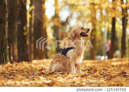 Sitting on the ground. Cute dog is outdoors in the autumn forest at daytime 125142599