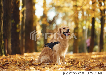 Happy cute dog is outdoors in the autumn forest at daytime 125142600