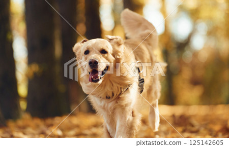 Running forward. Cute dog is outdoors in the autumn forest at daytime Running forward. Cute dog is outdoors in the autumn forest at daytime 125142605