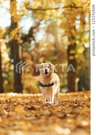 Running forward. Cute dog is outdoors in the autumn forest at daytime 125142606
