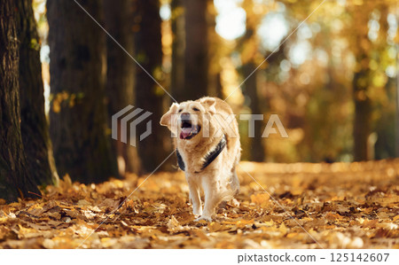 Running forward. Cute dog is outdoors in the autumn forest at daytime Running forward. Cute dog is outdoors in the autumn forest at daytime 125142607