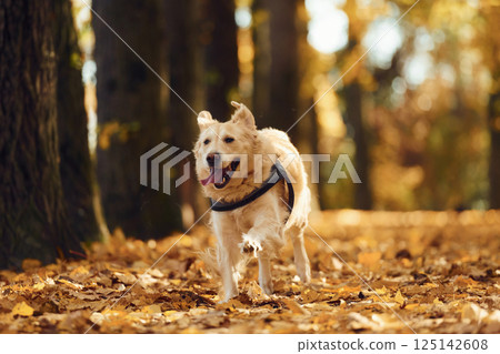 Running forward. Cute dog is outdoors in the autumn forest at daytime 125142608