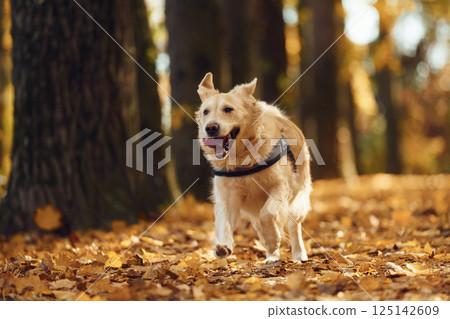 Running forward. Cute dog is outdoors in the autumn forest at daytime 125142609