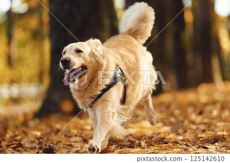 Front view. Running forward. Cute dog is outdoors in the autumn forest at daytime 125142610