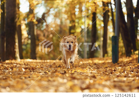 Front view. Running forward. Cute dog is outdoors in the autumn forest at daytime 125142611