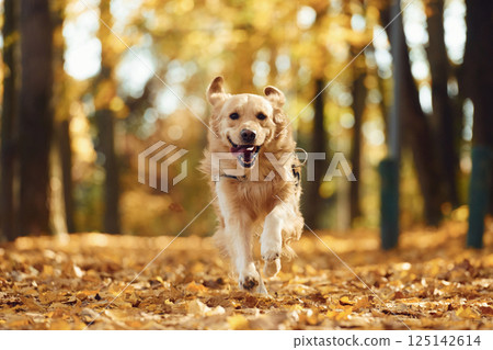 Front view. Running forward. Cute dog is outdoors in the autumn forest at daytime 125142614