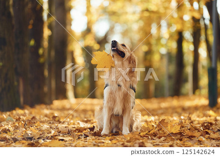 Cute dog is outdoors in the autumn forest at daytime. With yellow leaves in mouth 125142624