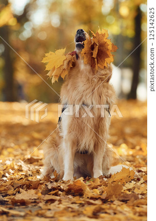 Holding leaves in mouth. Cute dog is outdoors in the autumn forest at daytime 125142625