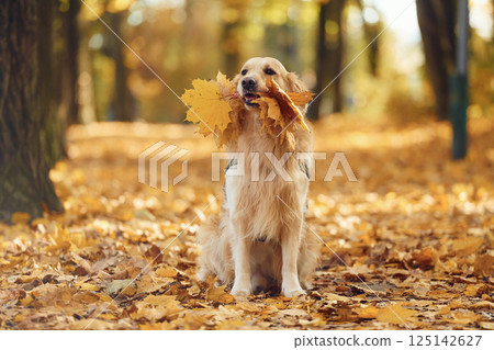 Cute dog is outdoors in the autumn forest at daytime. With yellow leaves in mouth Cute dog is outdoors in the autumn forest at daytime. With yellow leaves in mouth 125142627